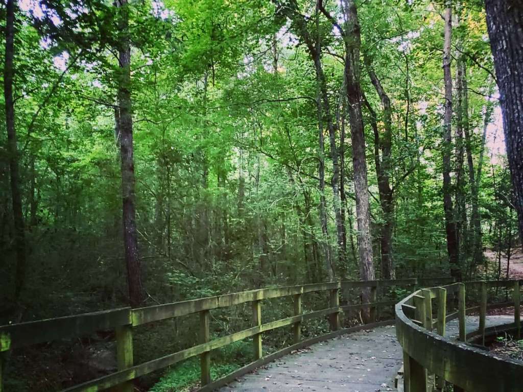 A wooden sidewalk through a forest of green trees 